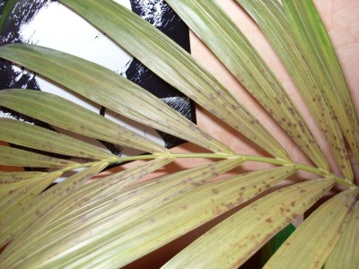 monstera deliciosa kaufen groß Fensterblatt kaufen - Monstera deliciosa Zimmerpflanze Ø:21 H:70 cm