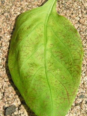PICT0002.JPG