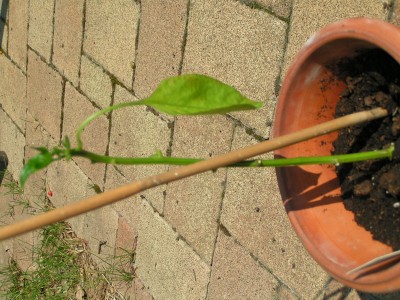 PICT0006.JPG