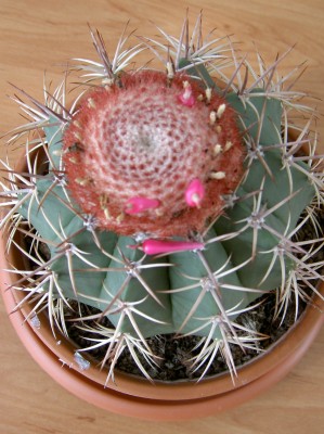 PICT0015.JPG