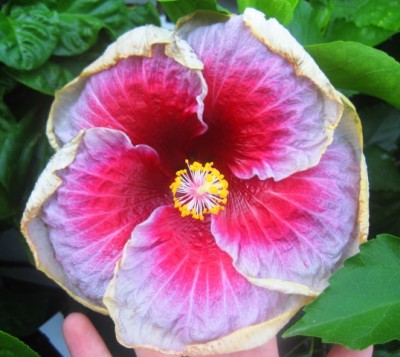 Tahitian Magenta.JPG