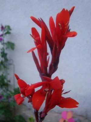 DSC01930-Canna.jpg