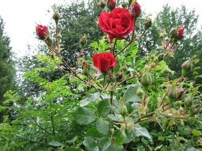 Rose 5.jpg