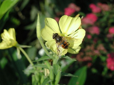 dicker Flieger11.jpg