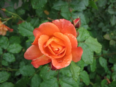 Rose 4.jpg