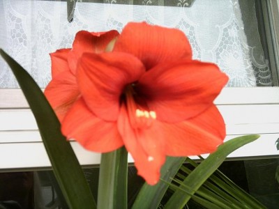 amarylis1.JPG