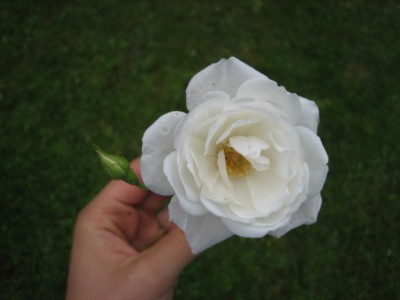 Rose.jpg