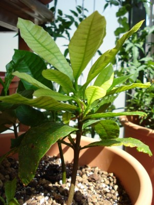 Cashew, 5 Monate alt.jpg