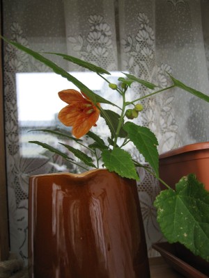 IMG_8583.JPG