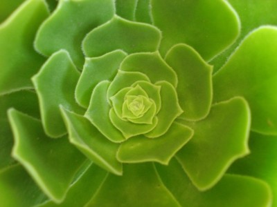 Aeonium Arboreum.jpg