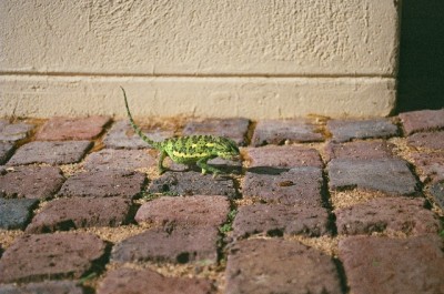 Kameleon auf der Jagd.jpg