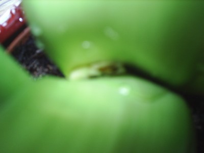 Das zweite Kindl also die Blüte.JPG
