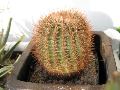 Notocactus schlosseri 19 Jahre alt.jpg