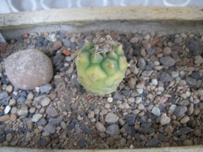 Turbinicarpus schwarzii fma. variegata.jpg