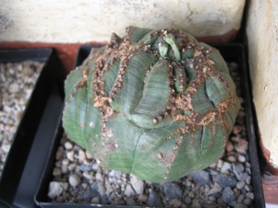 Euphorbia obessa fma cristata.jpg