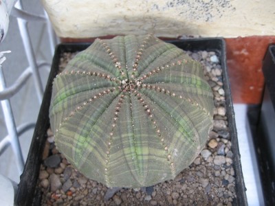 Euphorbia obessa cv Star.jpg