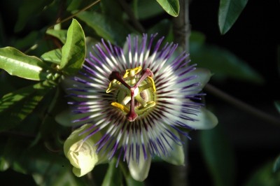 passiflora.JPG