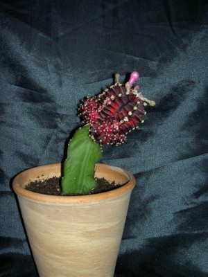 PICT0026.JPG