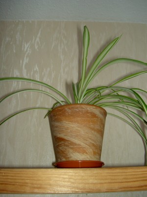 PICT0032.JPG