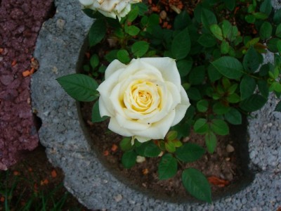 Rose - weiß.JPG