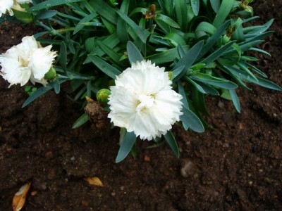 Gartennelke - weiß.JPG
