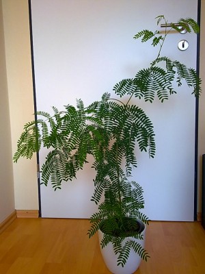 23082009067.jpg