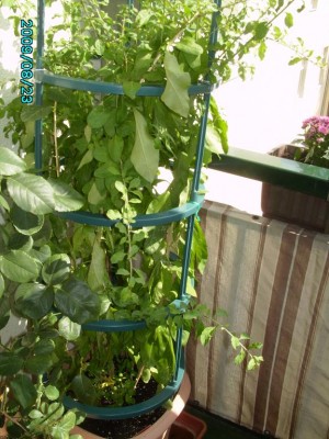 PICT0592.JPG