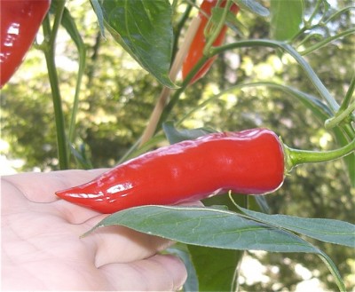chili.jpg