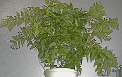 Hoya bella.jpg