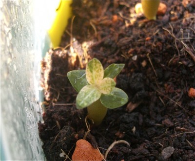 panaschierte adenium.jpg