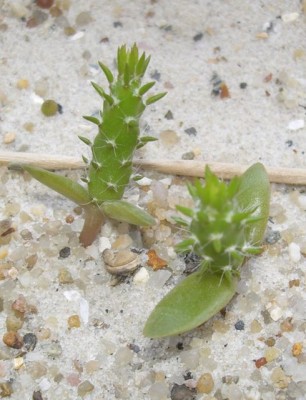 opuntia .jpg