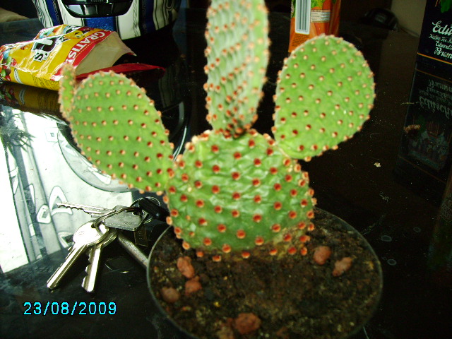 monstera adansonii care Monstera Adansonii | Monkey Mask Swiss Cheese Plant | 6" Pot | Easy Care  Houseplant