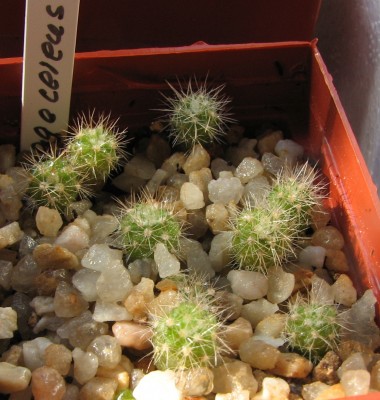 IMG_1790 Haagecereus versicolor.jpg
