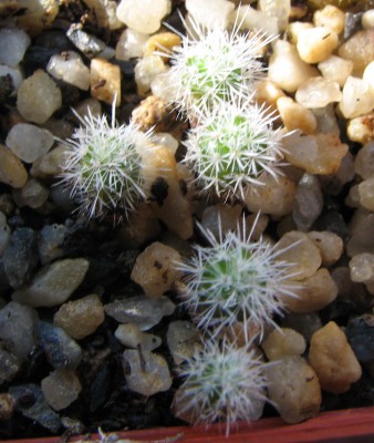 IMG_1792 Escobaria laredoi.jpg