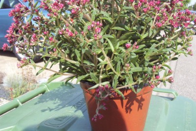 Pflanzen 2009-08-14 005.jpg