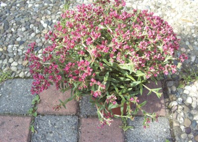 Pflanzen 2009-08-14 004.jpg
