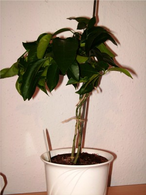 citrus^1.jpg