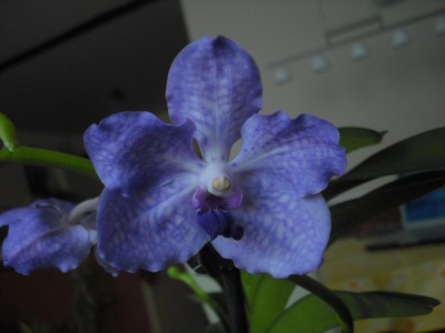 vanda.jpg