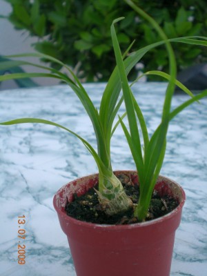 DSCN49970001.JPG