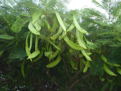baum.jpg
