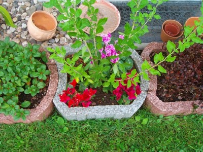 Goji-und-Begleiter.JPG