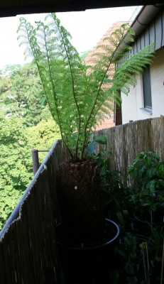 Dicksonia 2.JPG