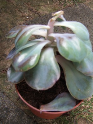 DSCF9019.JPG