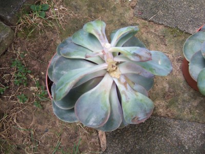 DSCF9017.JPG