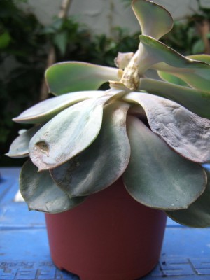 DSCF9014.JPG