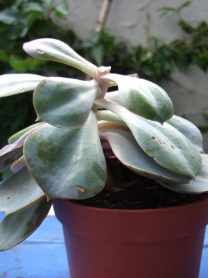 DSCF9013.JPG