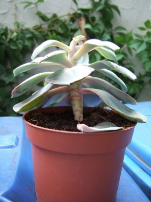 DSCF9012.JPG