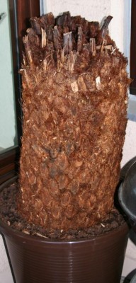 Dicksonia.JPG