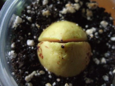 DSCF9028.JPG