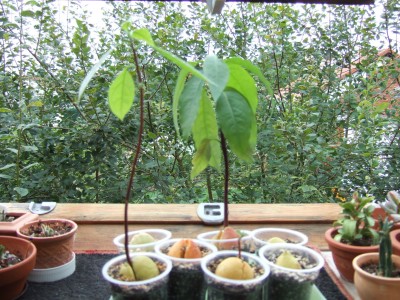 DSCF9026.JPG